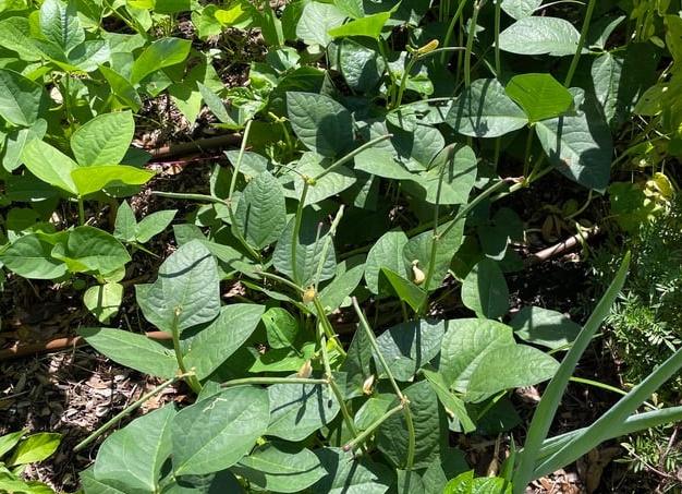 Съешь их вместе!